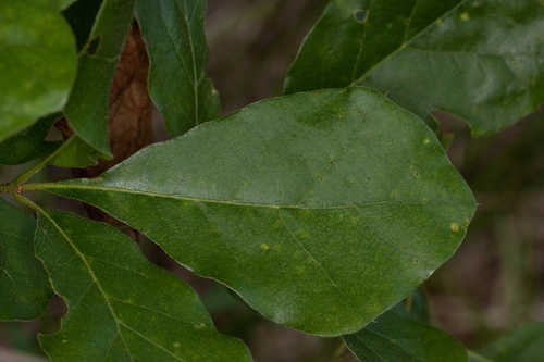Quercus arkansana #3